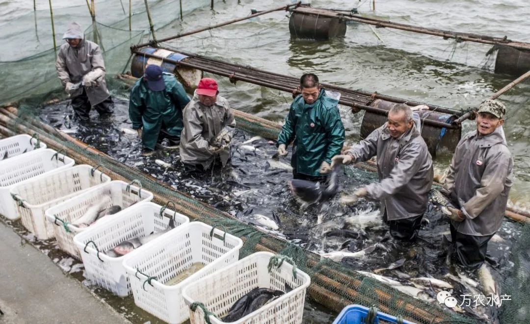 淡水鱼价格持续上涨,深加工鮰鱼产品优势明显 淡水鱼价格持续上涨,深加工鮰鱼产品优势明显