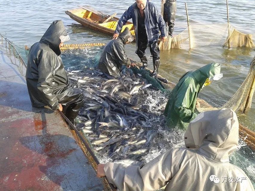 淡水鱼价格持续上涨，深加工鮰鱼产品优势明显